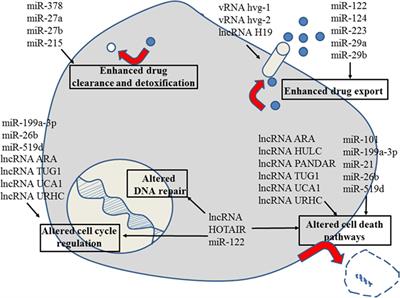 Non-Coding RNAs and Resistance to Anticancer Drugs in Gastrointestinal Tumors